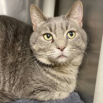 Rescue Domestic Short Hair Cats for Adoption in Palm Springs, California - Kitten | PetCurious