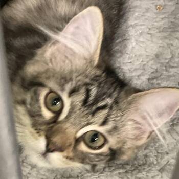 Peeps (Md 4) -  Domestic Short Hair Cat for Adoption in Colorado Springs, Colorado - Peeps (Md 4) | PetCurious