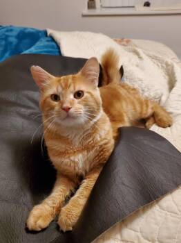 Lucky -  Domestic Short Hair Cat for Adoption in Mears, Michigan - Lucky | PetCurious