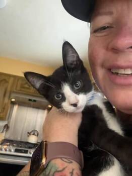 Papaya -  Domestic Short Hair Cat for Adoption in Hobart, Indiana - Papaya | PetCurious