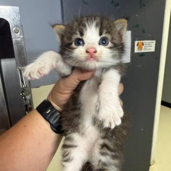 Kitten 1_2 -  Domestic Long Hair Cat for Adoption in Lake Jackson, Texas - Kitten 1_2 | PetCurious