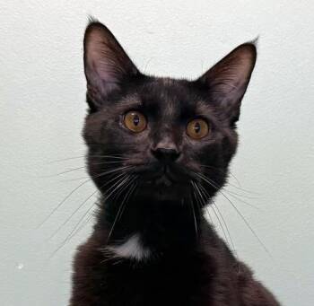 Rescue Domestic Short Hair Cats for Adoption in Amery, Wisconsin - Tipsy And Onyx | PetCurious