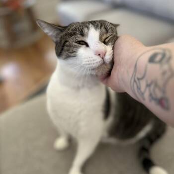 Belly -  Domestic Short Hair Cat for Adoption in Fort Worth, Texas - Belly | PetCurious