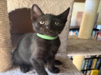 *BUCKY -  Domestic Short Hair Cat for Adoption in Woodland, California - *BUCKY | PetCurious