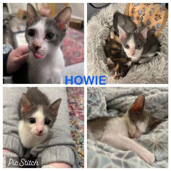 Howie -  Domestic Short Hair Cat for Adoption in Raleigh, North Carolina - Howie | PetCurious