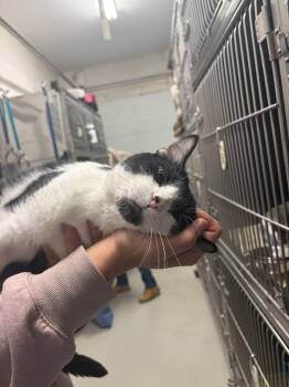 Rescue Domestic Short Hair Cats for Adoption in Fincastle, Virginia - Kitty | PetCurious