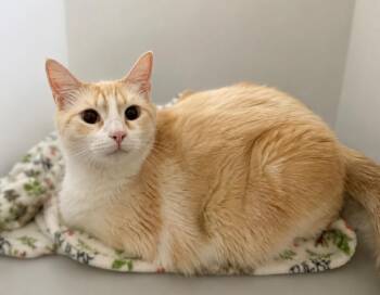 Charlie -  Domestic Medium Hair Cat for Adoption in Columbia, Tennessee - Charlie | PetCurious