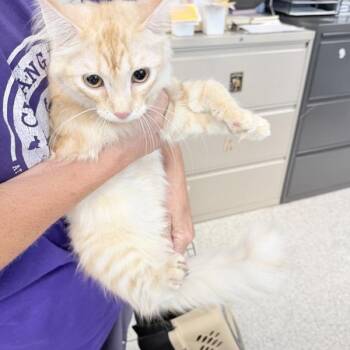 Oliva -  Domestic Medium Hair Cat for Adoption in Des Moines, Iowa - Oliva | PetCurious