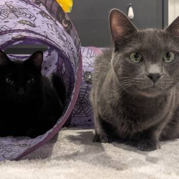 Rescue Domestic Short Hair Cats for Adoption in Los Angeles, California - Bennie | PetCurious