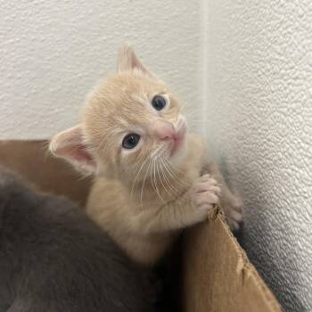 Honey -  Domestic Short Hair Cat for Adoption in St. Louis, Missouri - Honey | PetCurious