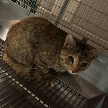 Dolores -  Domestic Short Hair Cat for Adoption in Bristol, Indiana - Dolores | PetCurious