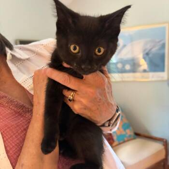 April -  Domestic Short Hair Cat for Adoption in Potomac, Maryland - April | PetCurious