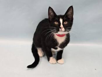 Cashmere -  Domestic Short Hair Cat for Adoption in Minneapolis, Minnesota - Cashmere | PetCurious