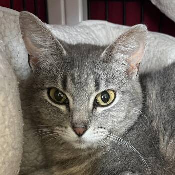 Domestic Short Hair Cats Available for Adoption in Chicago, Illinois - Naya | PetCurious