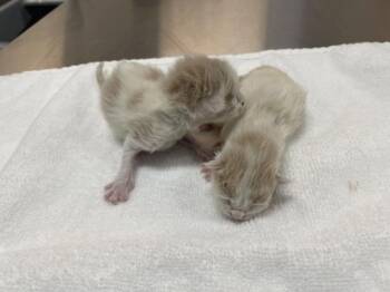 Domestic Short Hair Cats Available for Adoption in Thousand Palms, California - A1911244 | PetCurious