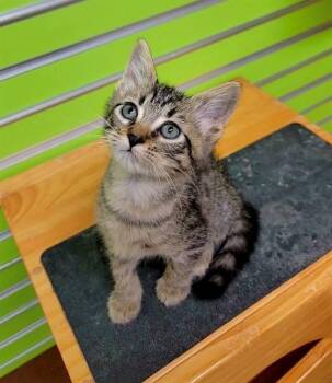 RUBEN -  Domestic Short Hair Cat for Adoption in St. Peters, Missouri - RUBEN | PetCurious