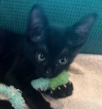Aragon -  Domestic Short Hair Cat for Adoption in Fort Collins, Colorado - Aragon | PetCurious