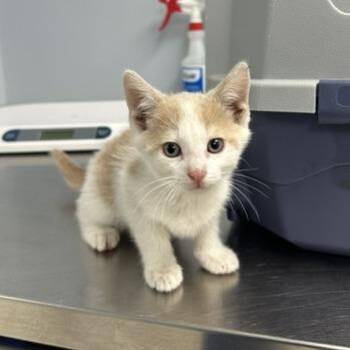 Fox -  Domestic Short Hair Cat for Adoption in Indianapolis, Indiana - Fox | PetCurious