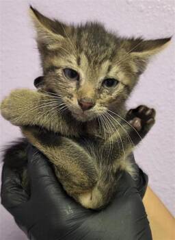 MUFFIN -  Domestic Short Hair Cat for Adoption in El Paso, Texas - MUFFIN | PetCurious