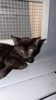 Donatella -  Domestic Short Hair Cat for Adoption in San Antonio, Texas - Donatella | PetCurious