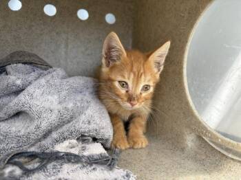NIKEY -  Domestic Short Hair Cat for Adoption in Riverside, California - NIKEY | PetCurious