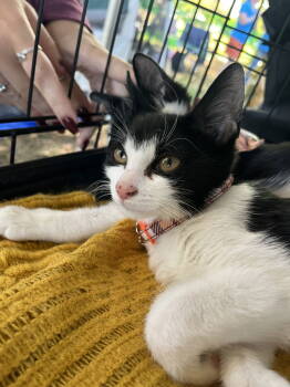 Rescue Domestic Short Hair Cats for Adoption in Rockaway, New Jersey - Ella KITTEN | PetCurious