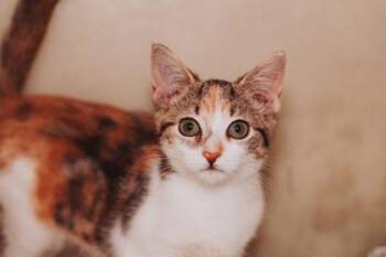 93333A Gogo -  Domestic Short Hair Cat for Adoption in North Charleston, South Carolina - 93333A Gogo | PetCurious