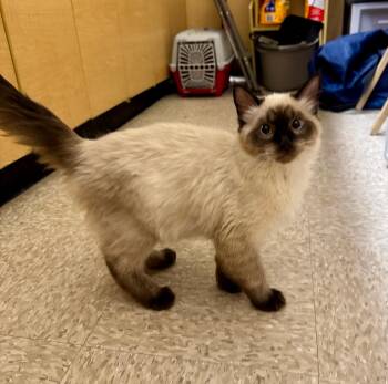 Siamese Cats Available for Adoption in Albuquerque, New Mexico - Benjamin | PetCurious