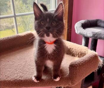 Domestic Short Hair Cats Available for Adoption in Gorham, Maine - Gulliver | PetCurious