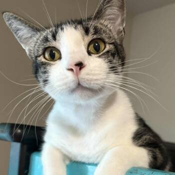 Rescue Domestic Short Hair Cats for Adoption in Tulsa, Oklahoma - JackJack | PetCurious