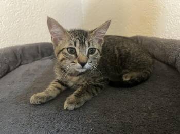 Dilly -  Domestic Short Hair Cat for Adoption in Blanchard, Oklahoma - Dilly | PetCurious