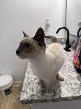 Rescue Domestic Short Hair Cats for Adoption in Greenville, South Carolina - Lotus SC | PetCurious