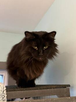 Finn aka Fiona -  Domestic Long Hair Cat for Adoption in New Cumberland, West Virginia - Finn Aka Fiona | PetCurious