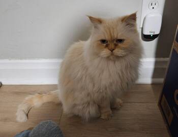 Rescue Persian Cats for Adoption in Sellersburg, Indiana - Oliver | PetCurious