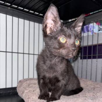 Phoenix Maxwell -  Domestic Short Hair Cat Available for Adoption in Dallas, Texas - Phoenix Maxwell | PetCurious