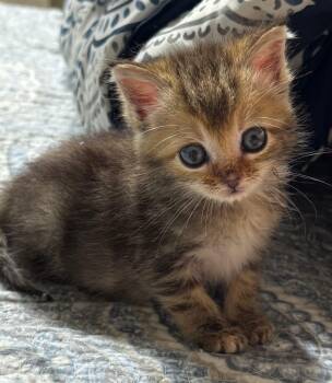 Rescue Tabby Cats for Adoption in Grand Prairie, Texas - LIBBY | PetCurious