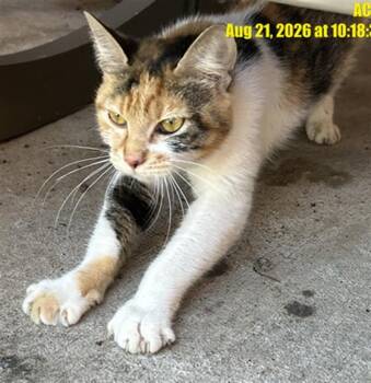 MOLLY -  Domestic Short Hair Cat for Adoption in Indianapolis, Indiana - MOLLY | PetCurious
