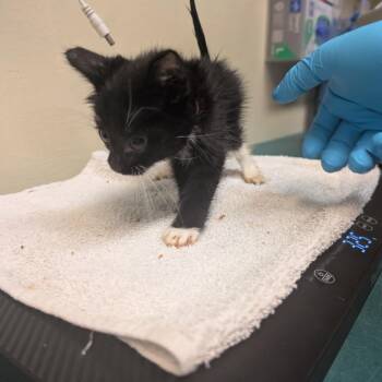 Eggs -  Domestic Short Hair Cat for Adoption in Pasadena, California - Eggs | PetCurious
