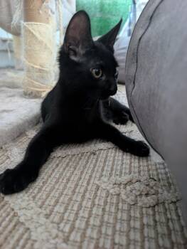 Forrest -  Domestic Short Hair Cat for Adoption in Youngtown, Arizona - Forrest | PetCurious
