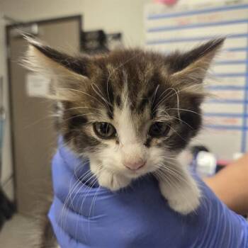 MILES -  Domestic Long Hair Cat for Adoption in Ontario, California - MILES | PetCurious