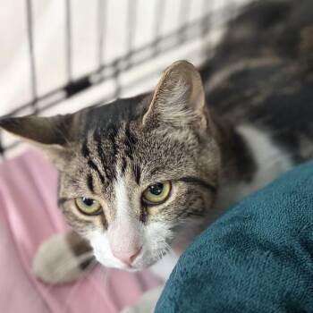 Hedgehog -  Domestic Short Hair Cat for Adoption in New York, New York - Hedgehog | PetCurious