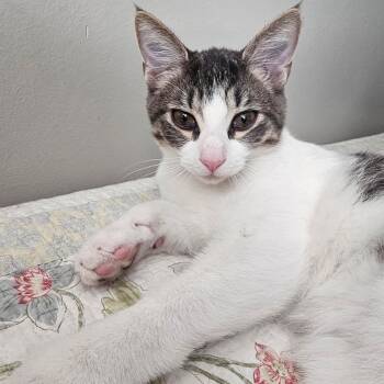 Rescue Domestic Short Hair Cats for Adoption in Richmond, Virginia - Mylo | PetCurious