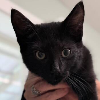 Puck -  Domestic Short Hair Cat for Adoption in Pittsford, Vermont - Puck | PetCurious