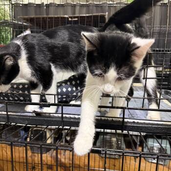 Sylvester -  Domestic Short Hair Cat for Adoption in Lake Ozark, Missouri - Sylvester | PetCurious