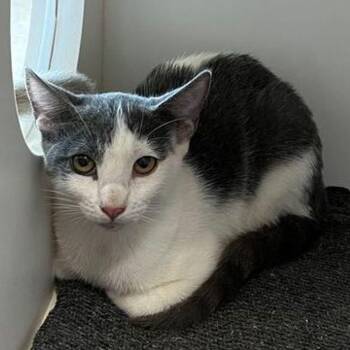 Coco -  Domestic Short Hair Cat for Adoption in Kingman, Arizona - Coco | PetCurious