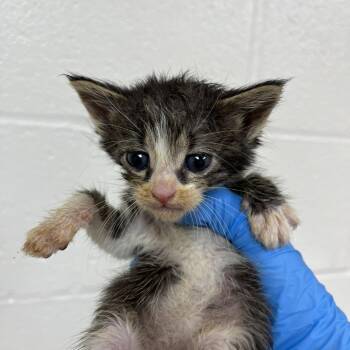 SVAS-Stray-39209 -  Domestic Short Hair Cat for Adoption in Lyndhurst, Virginia - SVAS-Stray-39209 | PetCurious