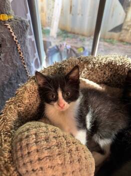 Rescue Domestic Short Hair Cats for Adoption in Danielsville, Georgia - Vince | PetCurious