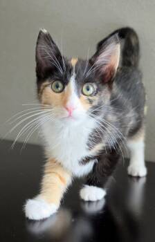 Laura -  Calico and Domestic Short Hair Cat for Adoption in Campbell, California - Laura | PetCurious
