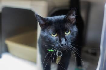 Judge -  Domestic Short Hair Cat for Adoption in Mountain Home, Arkansas - Judge | PetCurious