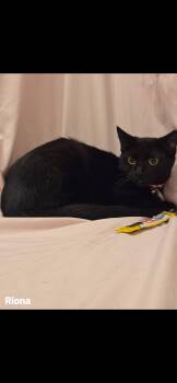 Riona -  Domestic Short Hair Cat for Adoption in Dalworthington Gardens, Texas - Riona | PetCurious